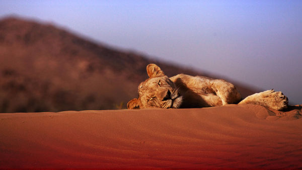 Vanishing Kings: Desert Lions of Namib